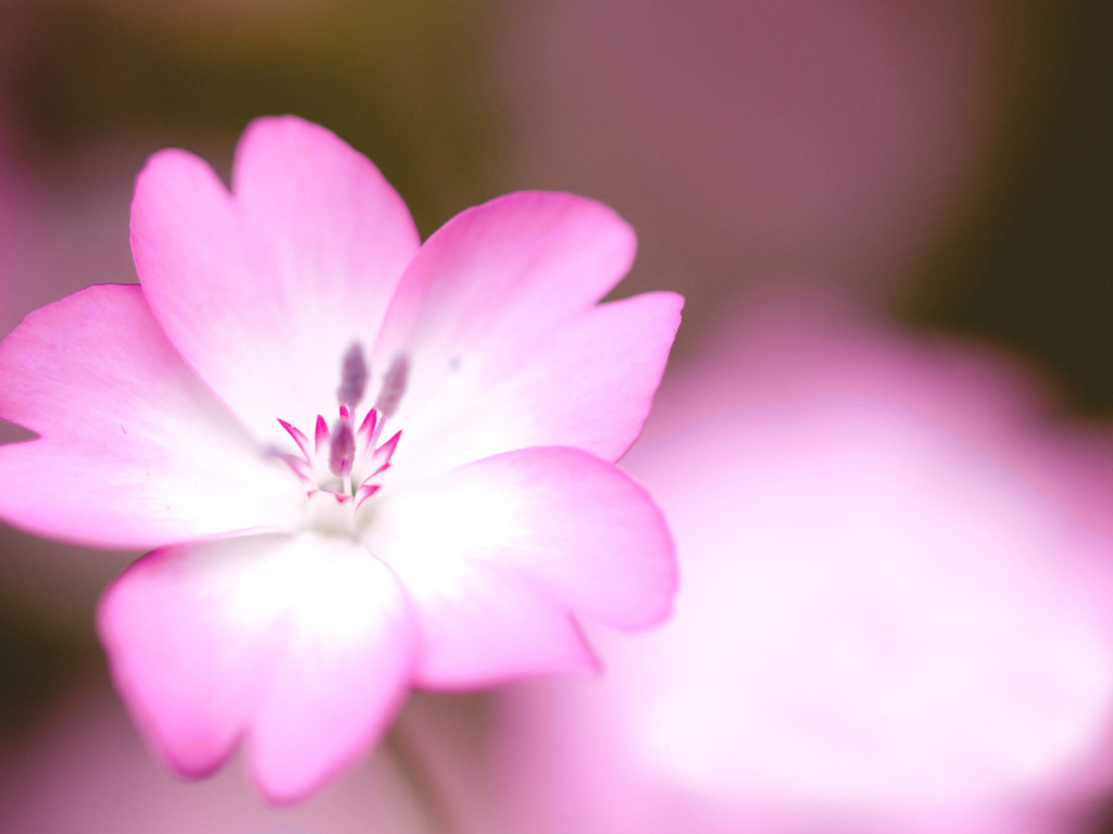 Розовый цветок