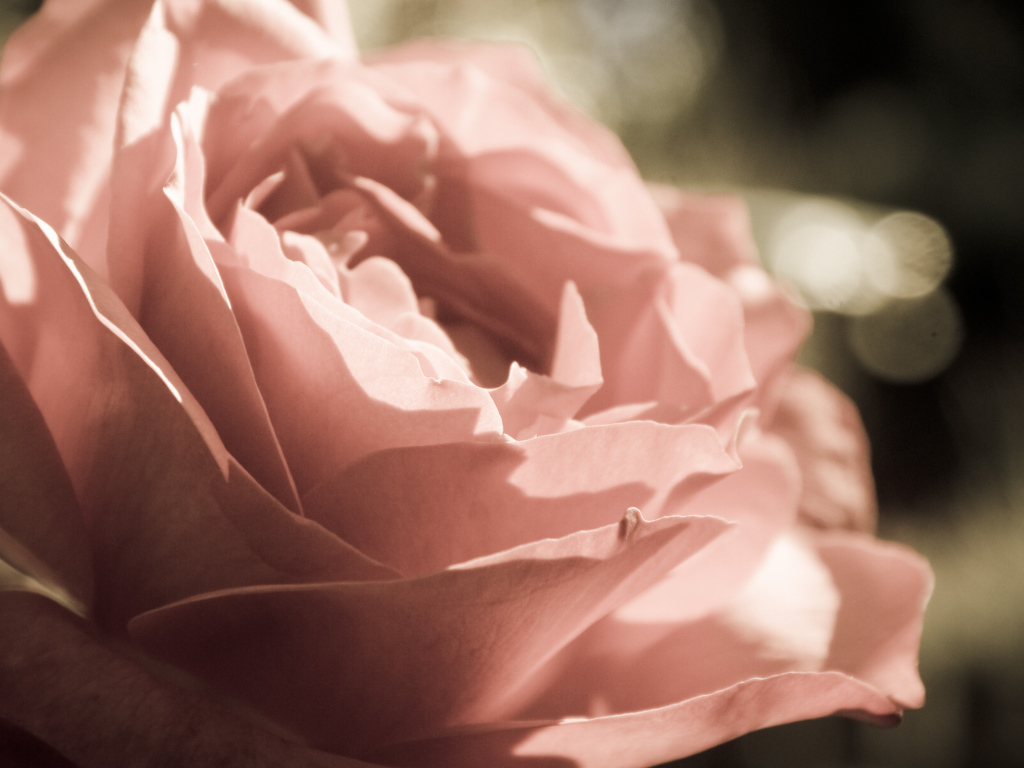 Розовая роза