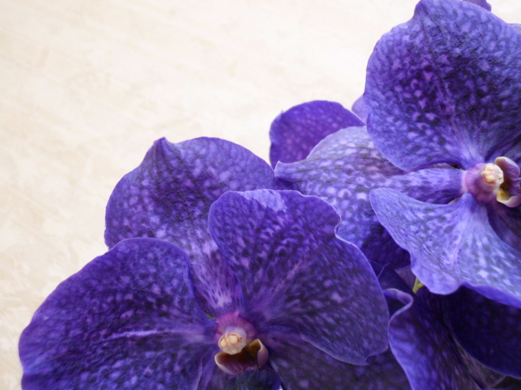 Сиреневая ванда