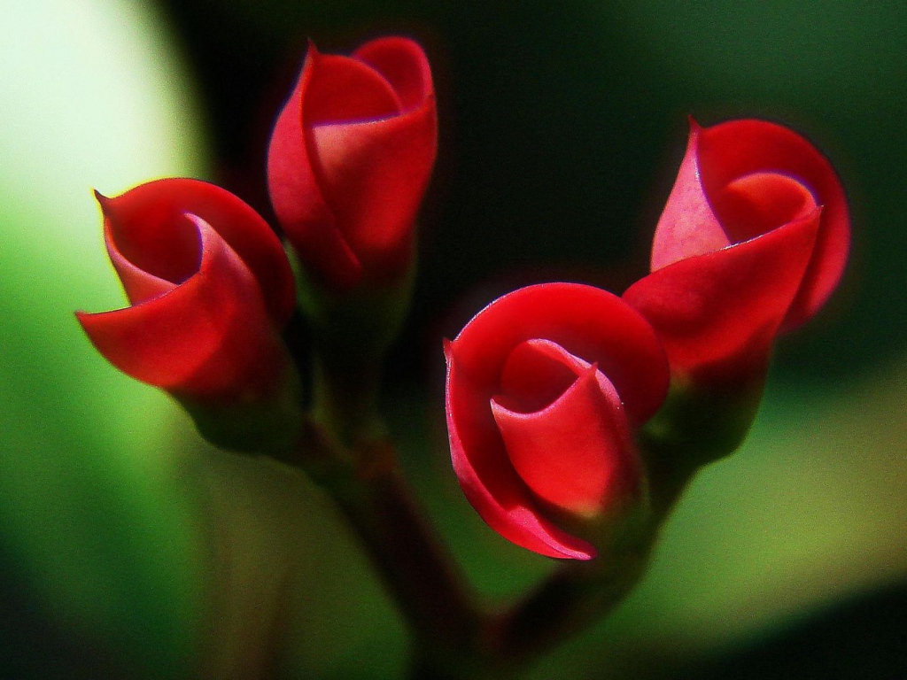 Красные бутоны
