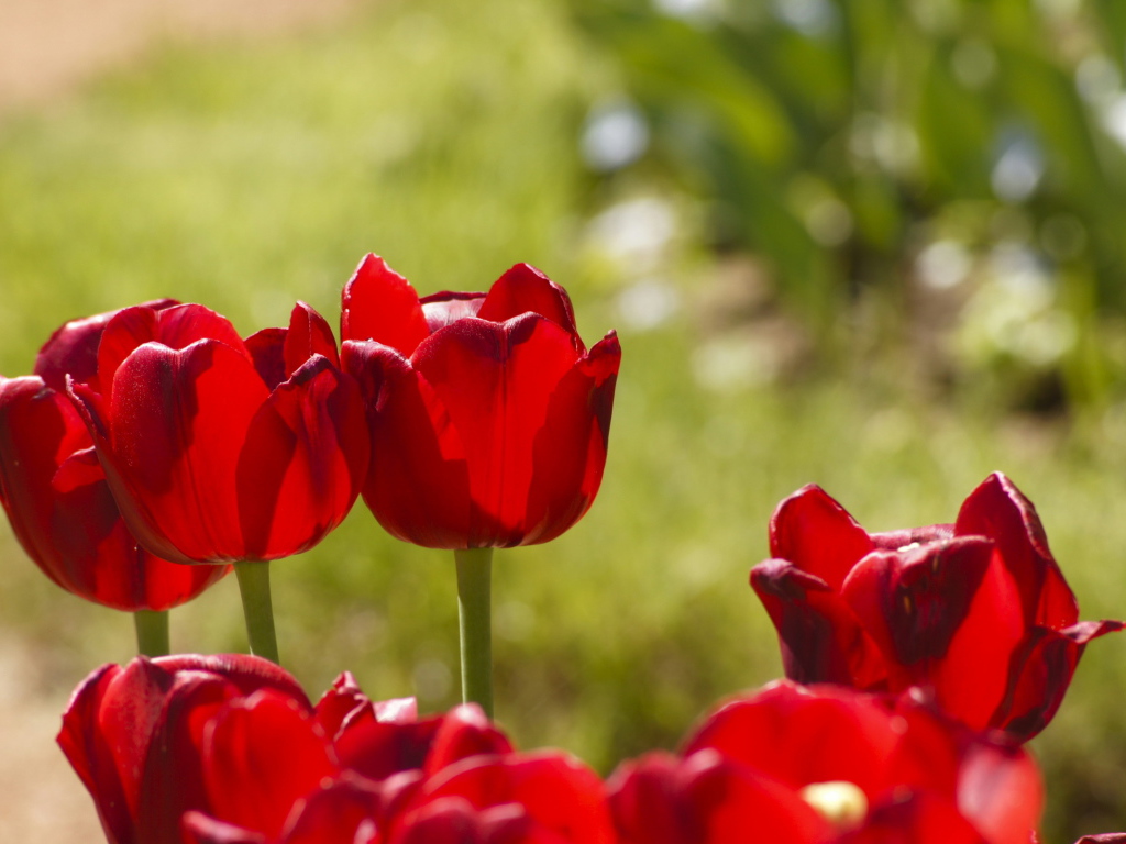 Красные тюльпаны