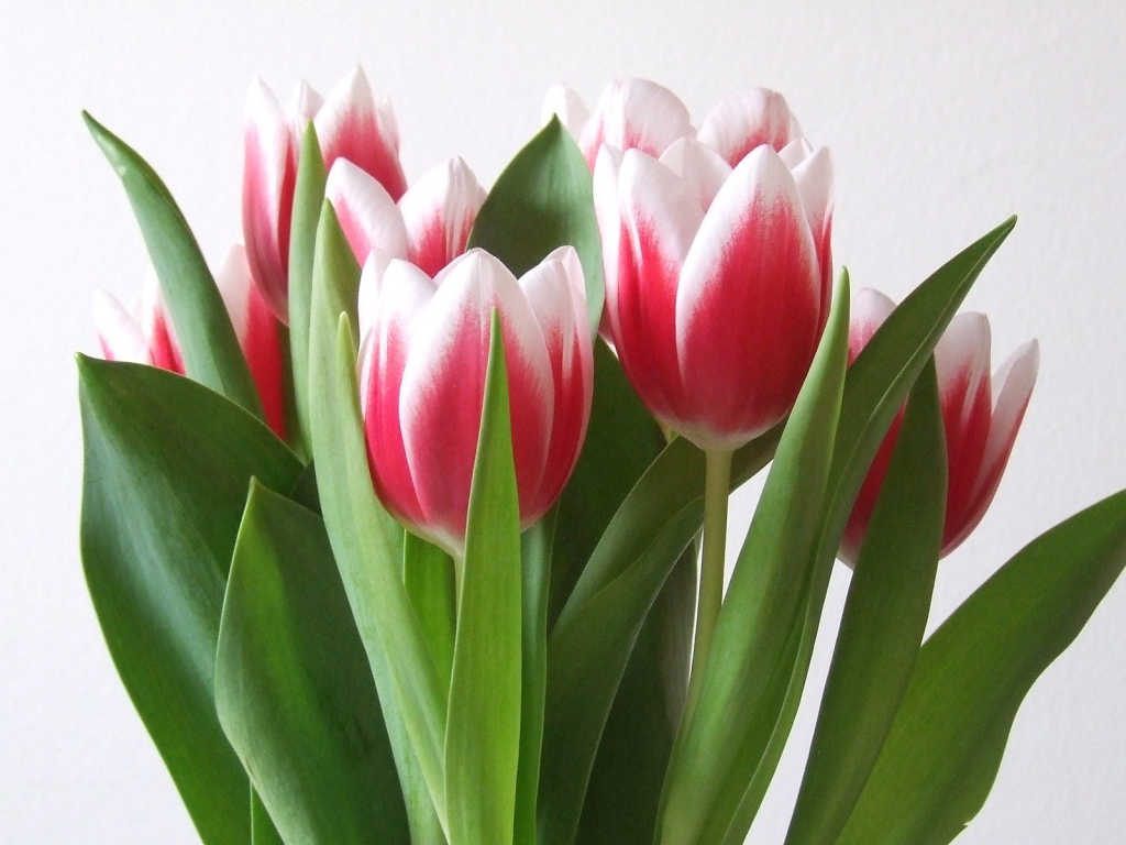 Алые тюльпаны