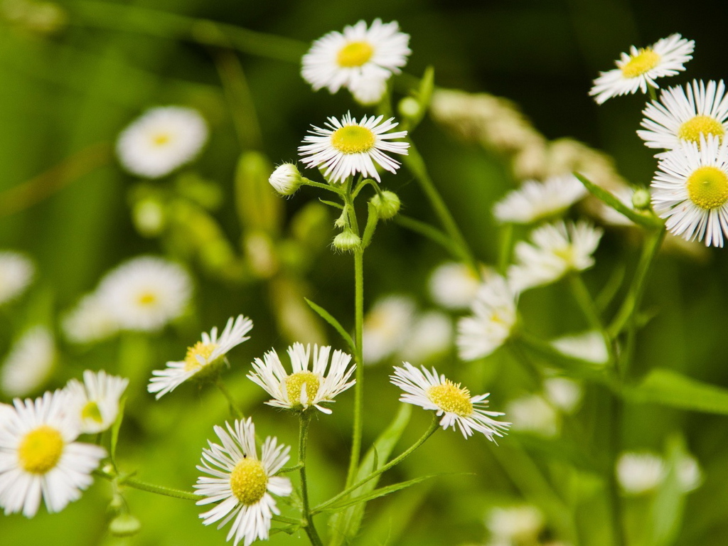 Мелкие ромашки