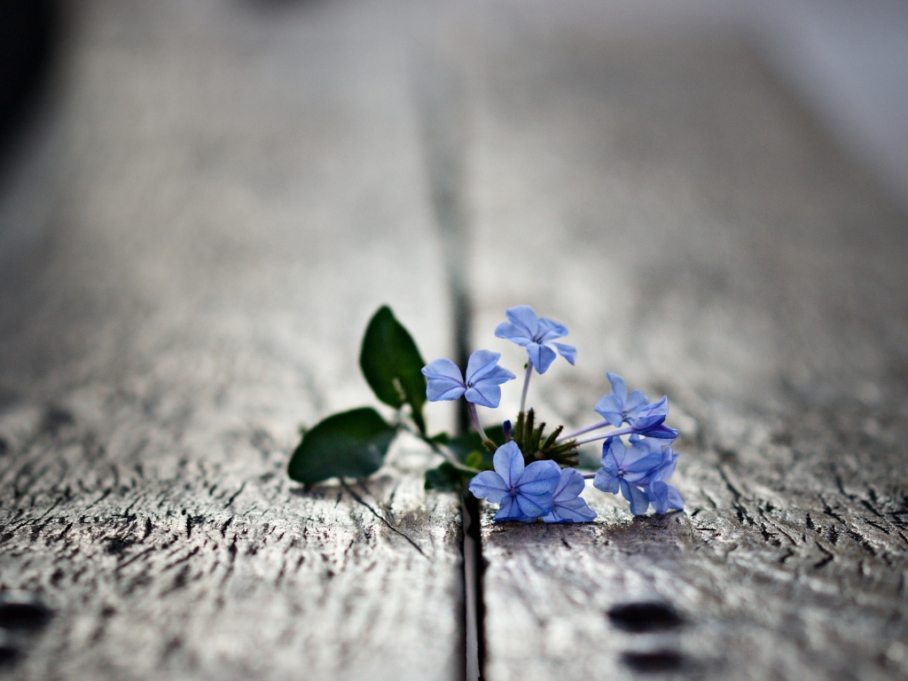 Маленькие цветочки