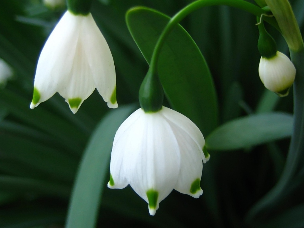 Подснежники