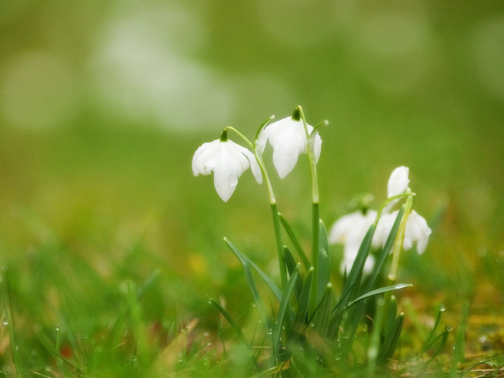 Подснежники в траве