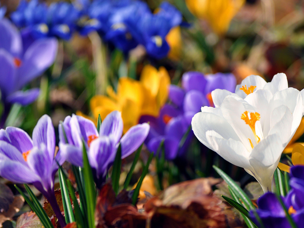 Весенняя красота