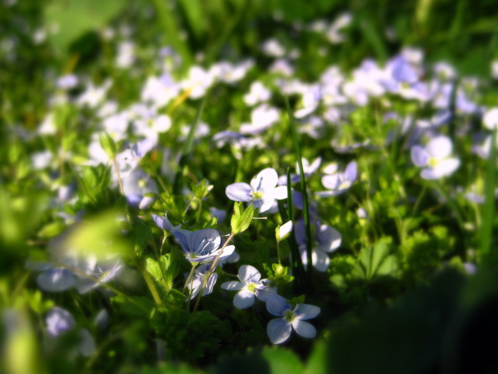 Летние нежные цветочки