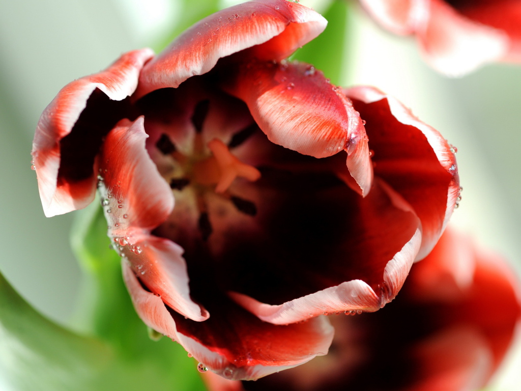 Раскрывшийся тюльпан