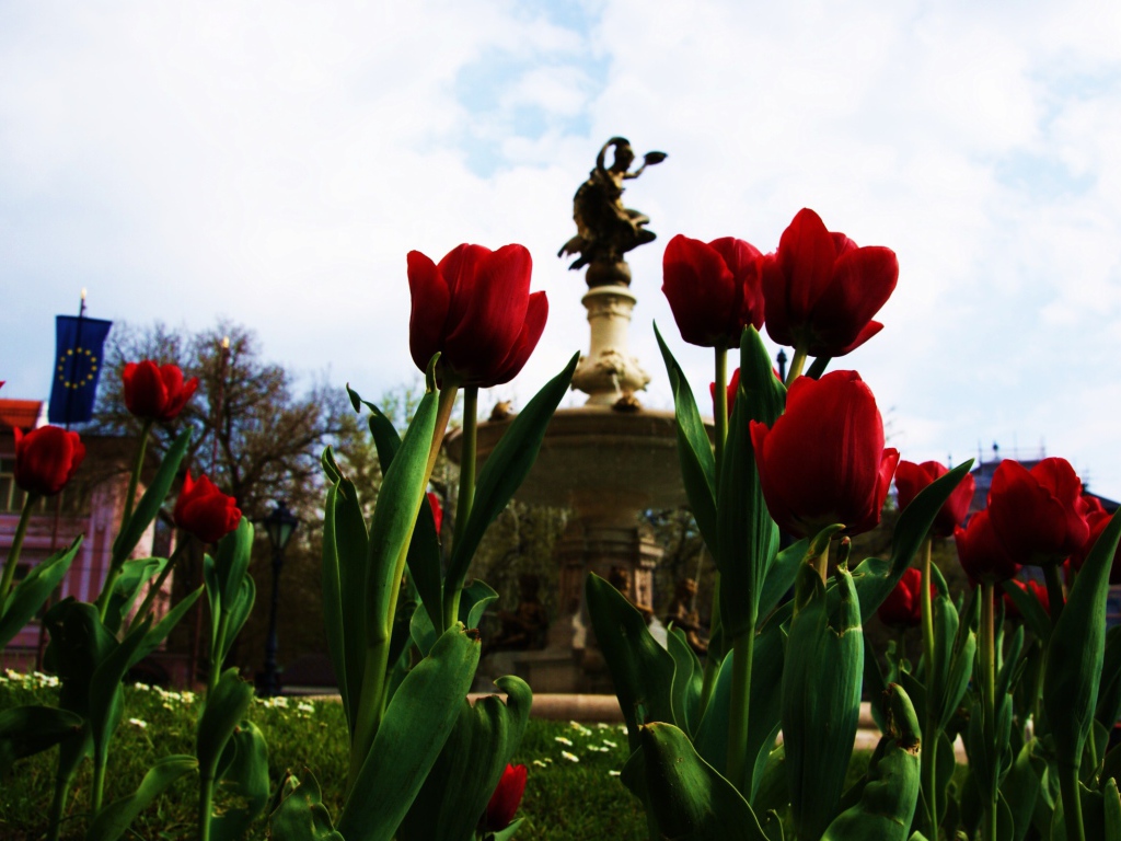 Тюльпаны