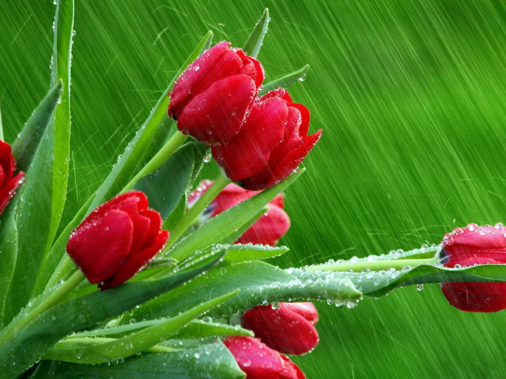 Тюльпаны под дождем