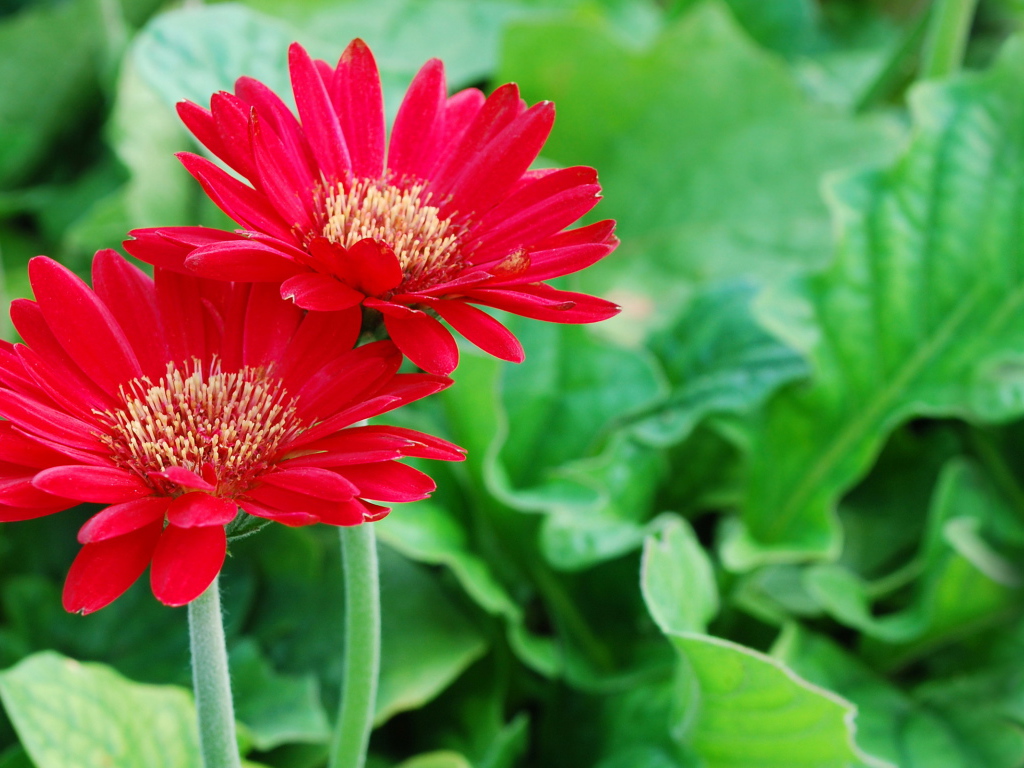 Два ярких цветка