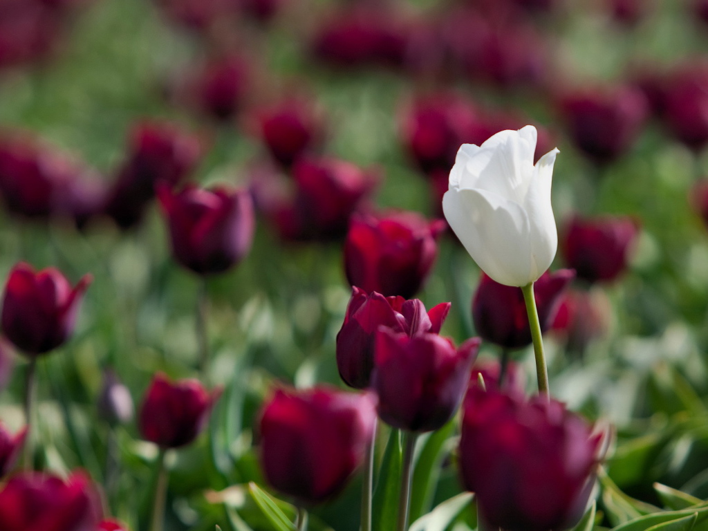 Белый и красный тюльпаны