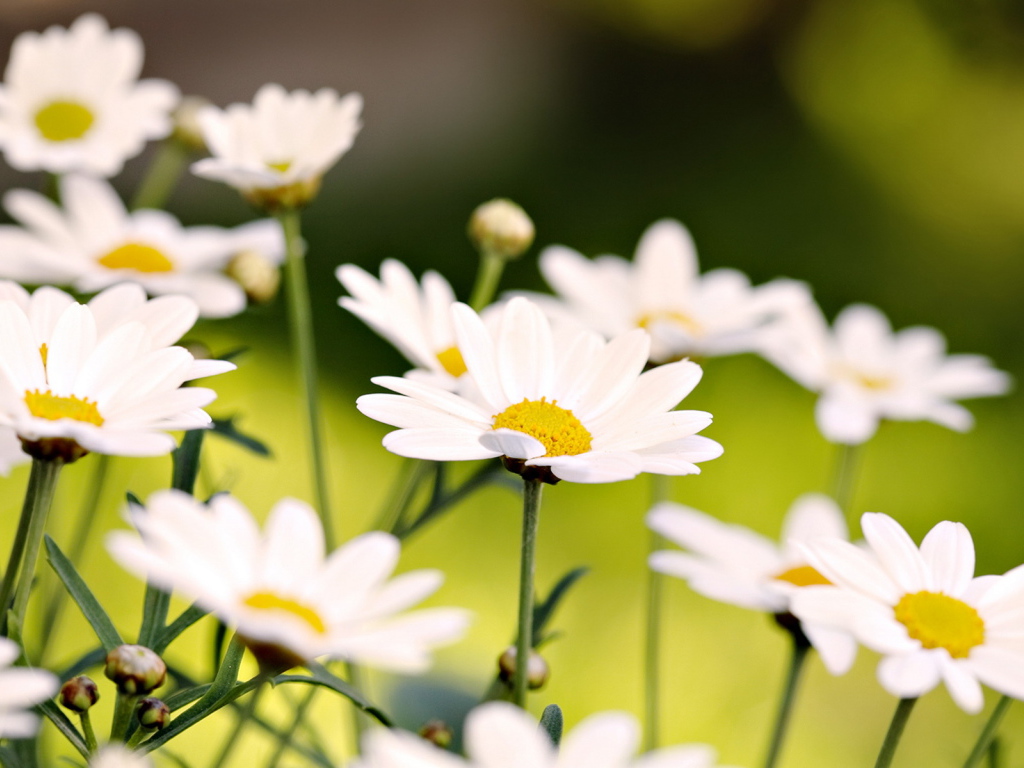 Белые ромашки
