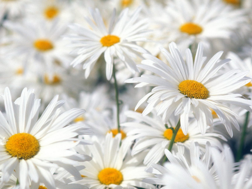 Белые ромашки