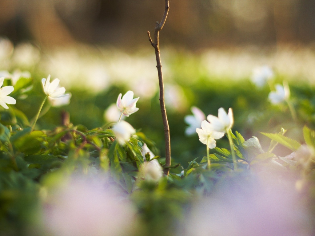 Белые цветочки