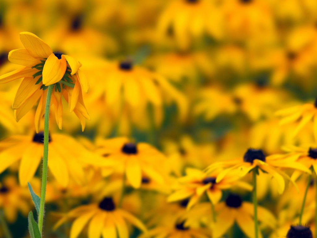 Желтые ромашки