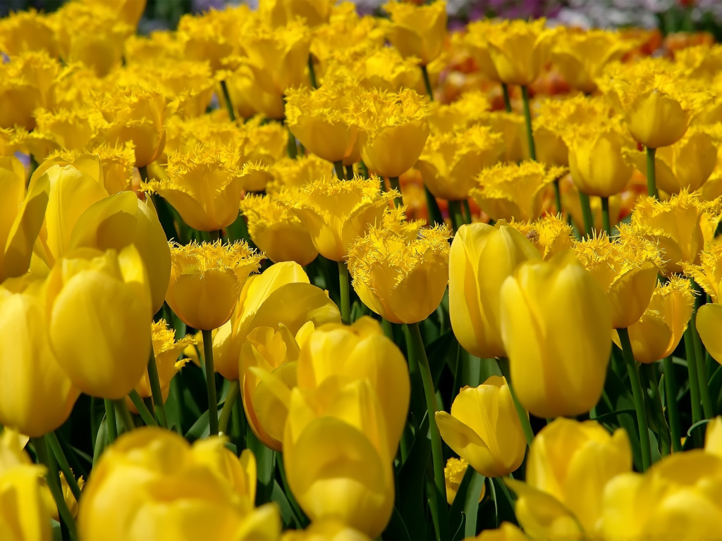 Желтые тюльпаны