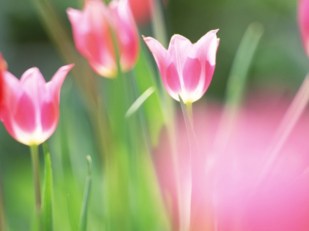 красивые тюльпаны