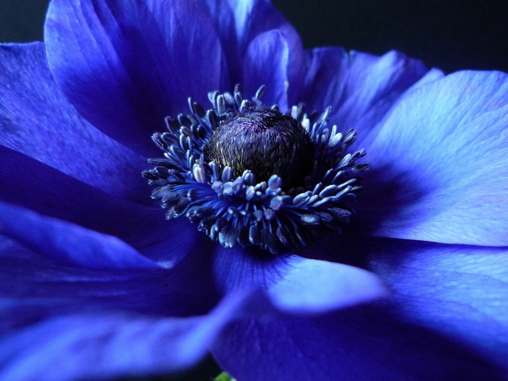 Синий Анемон