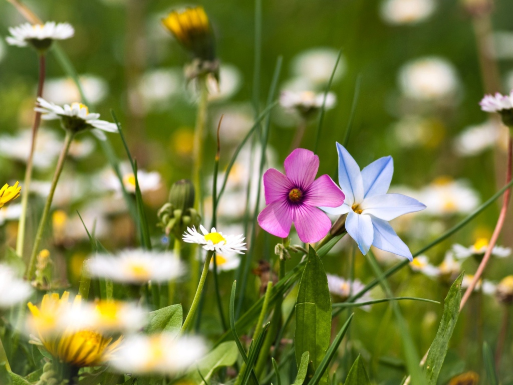 Цветы полевые