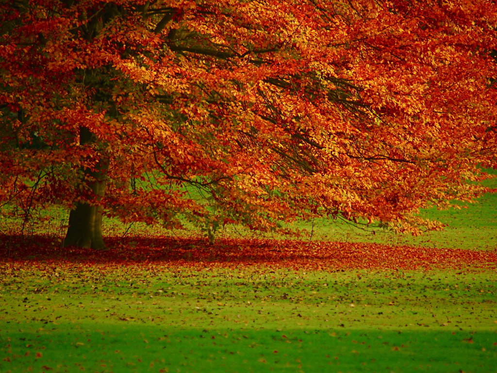 Осенняя листва