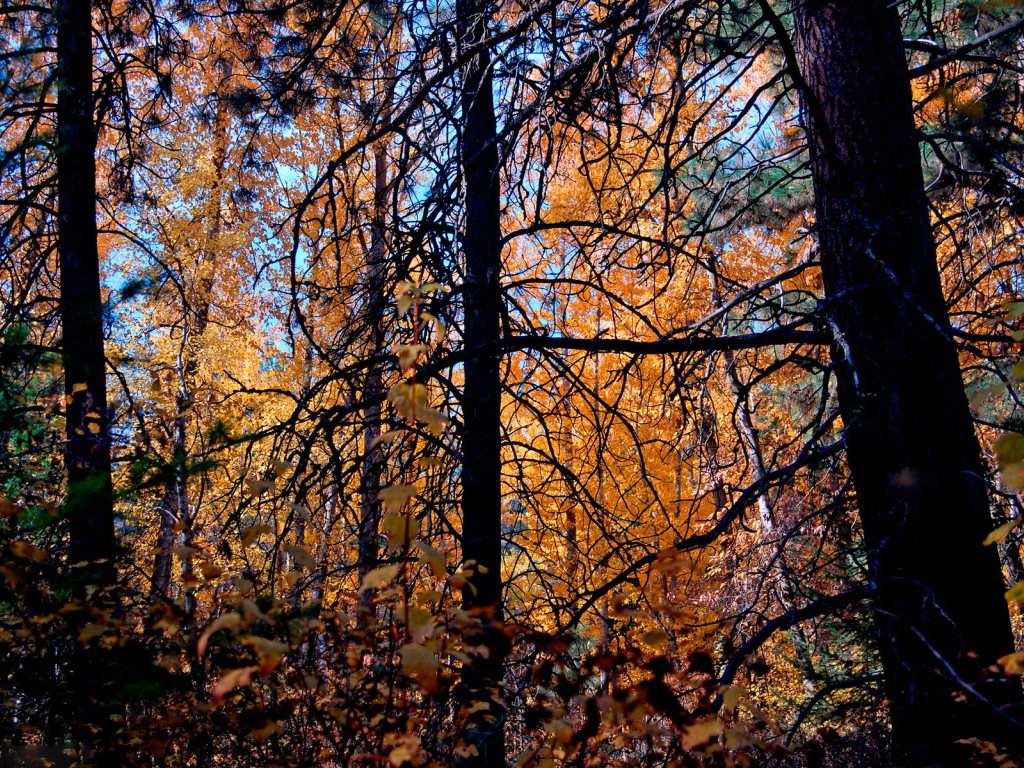 Осенние деревья