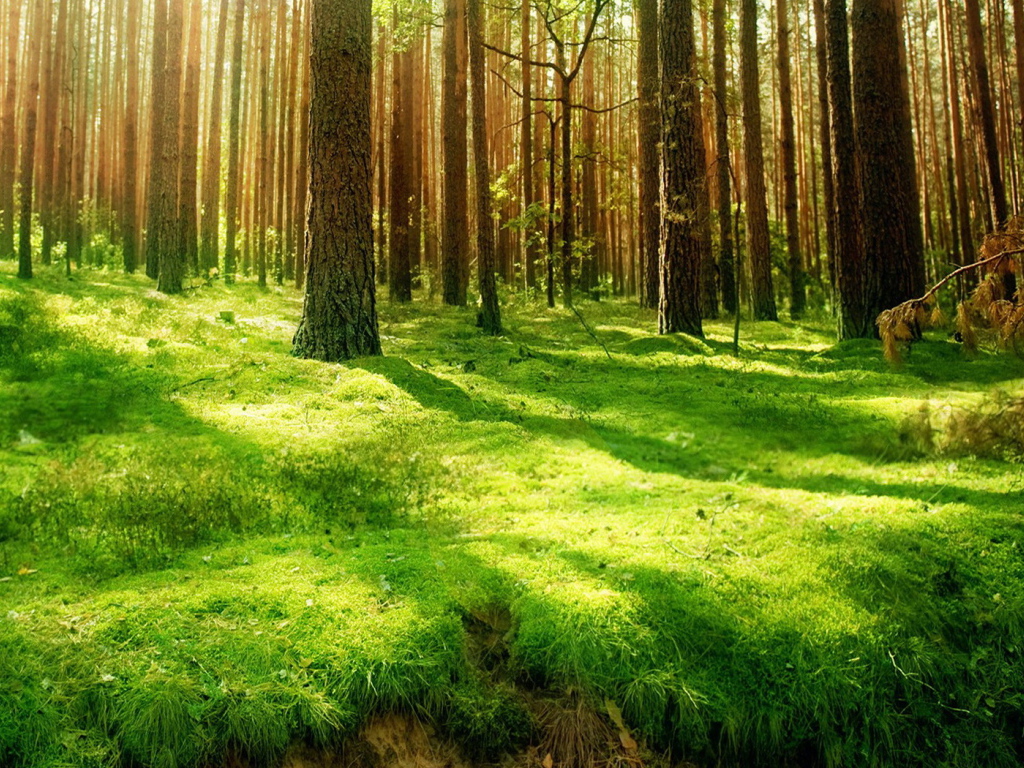 Хвойный лес