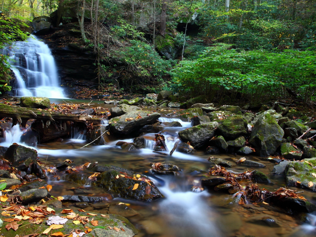 Ручей в чаще леса