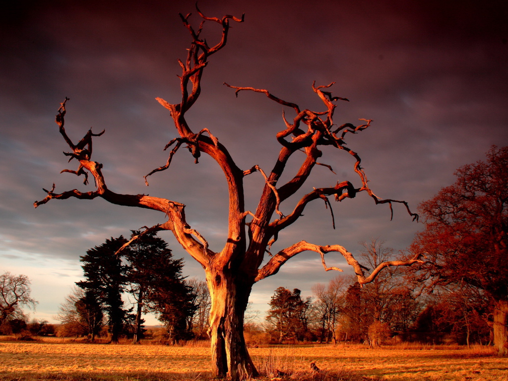 Сухое дерево