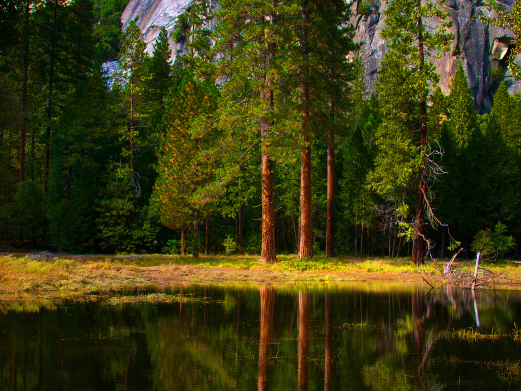 Зеленый лес