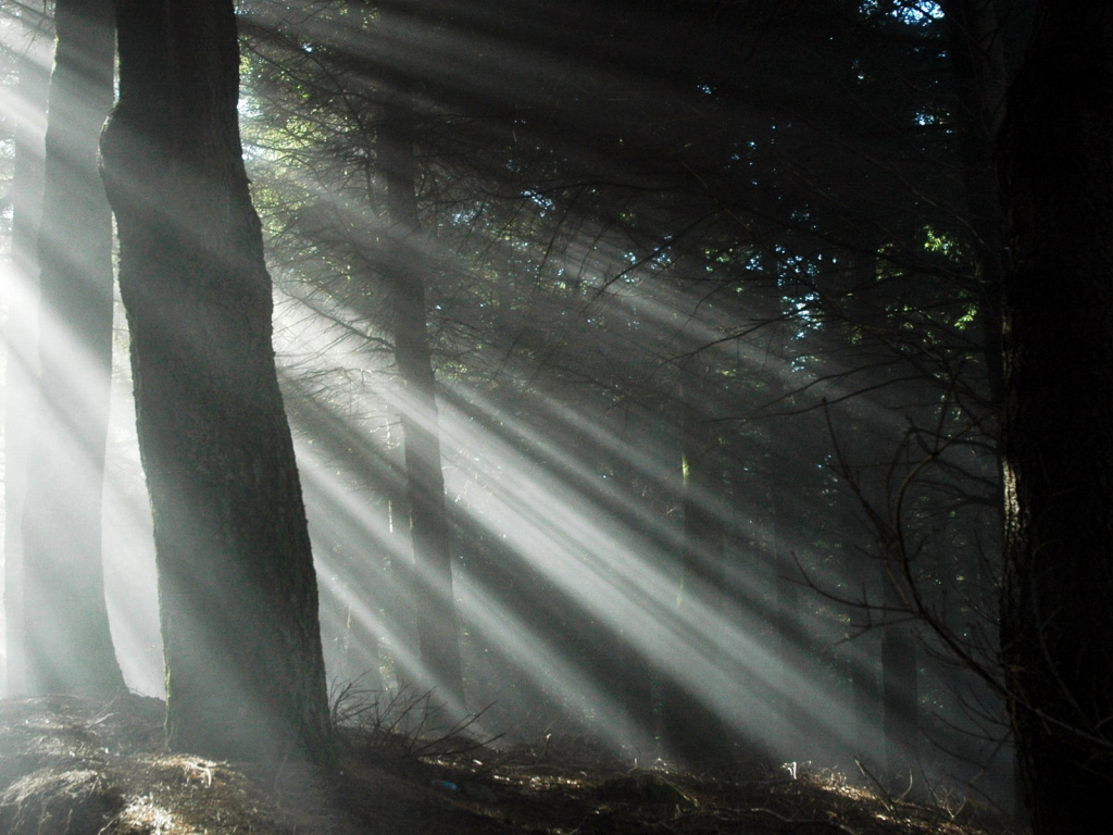Свет через деревья