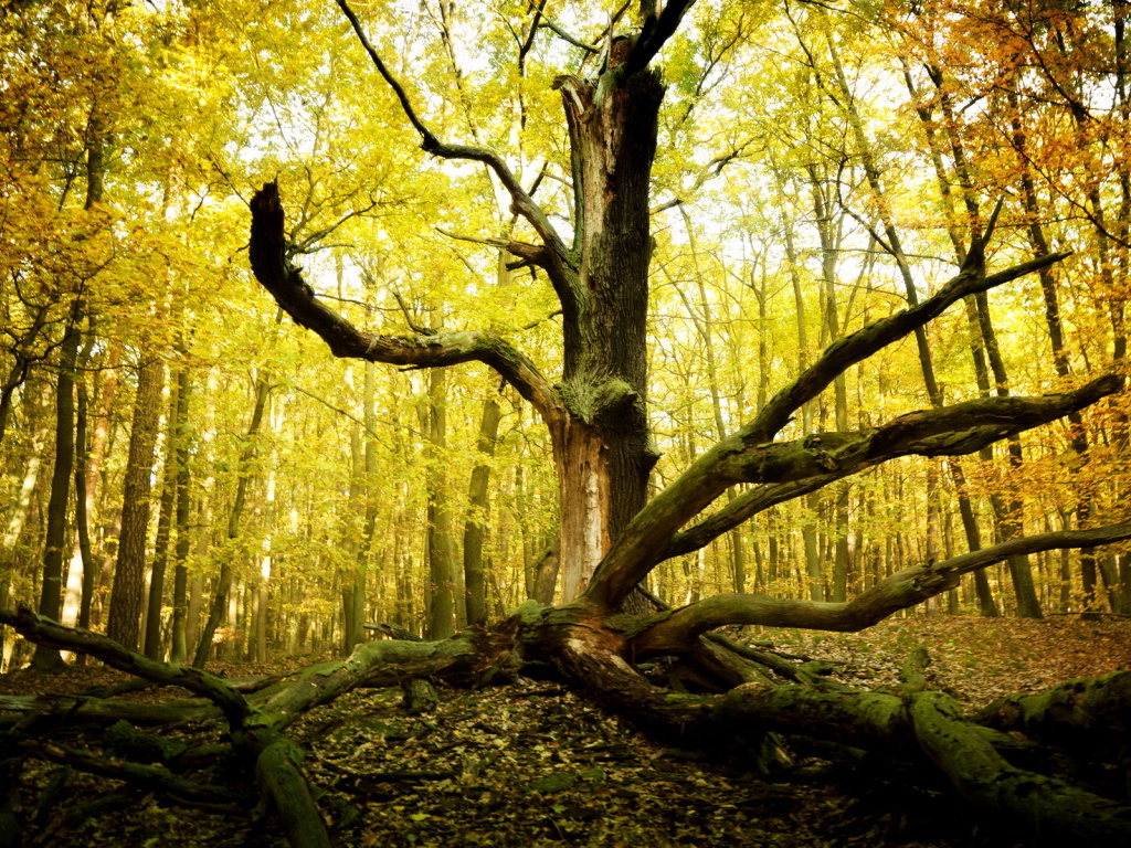 Старое дерево