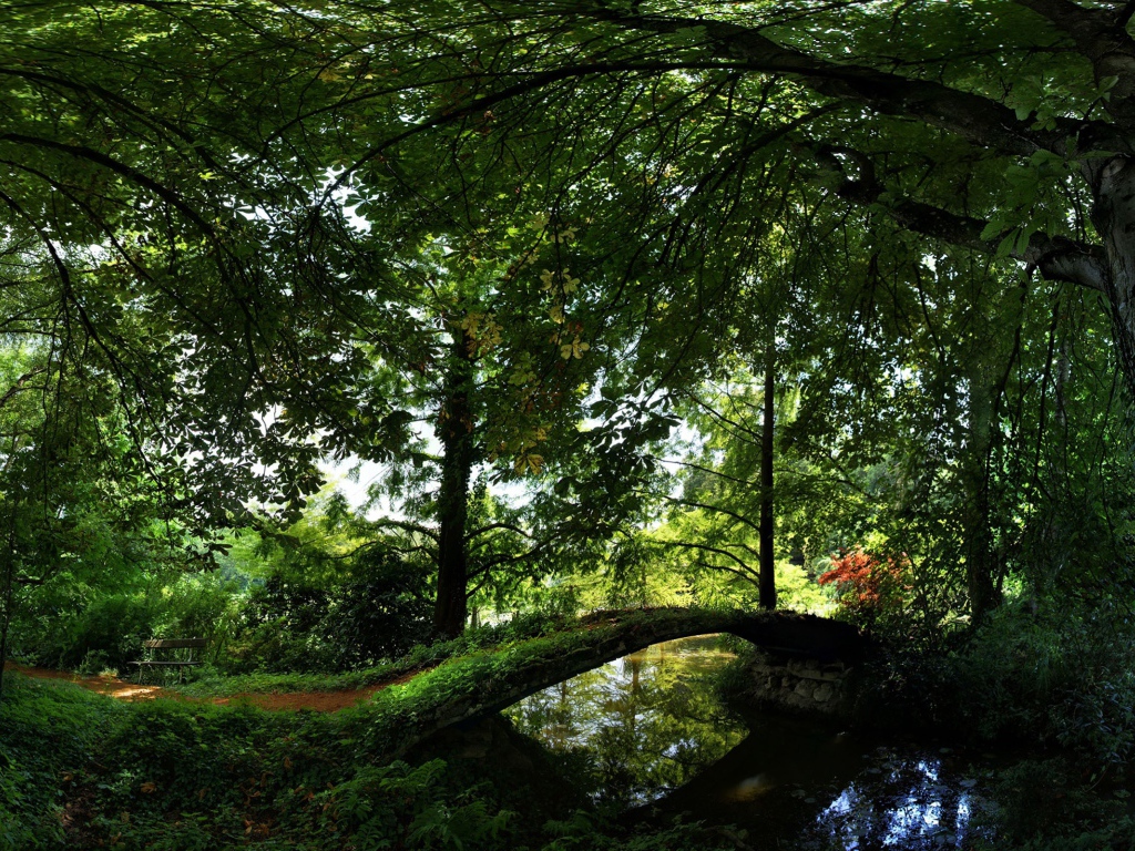 Лето Отдых в лесу