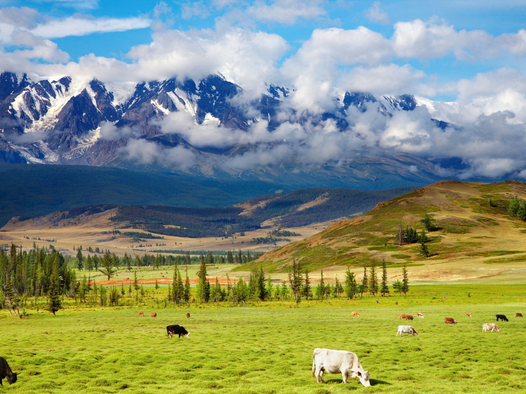Пастбище у подножия