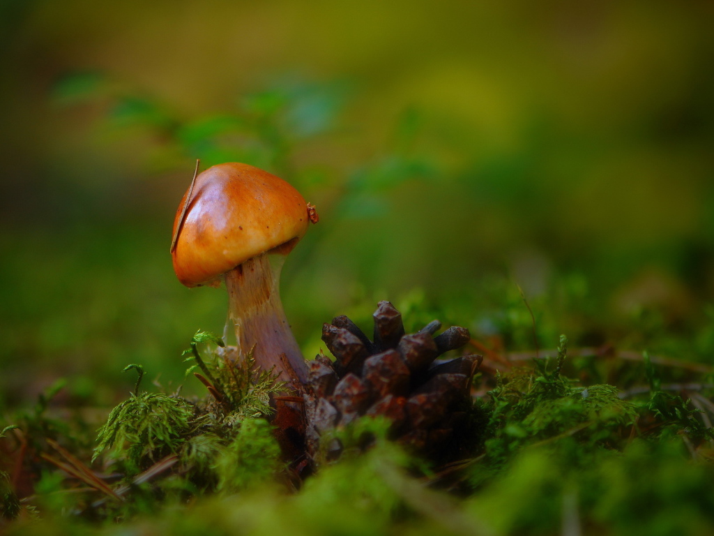 Гриб и шишка