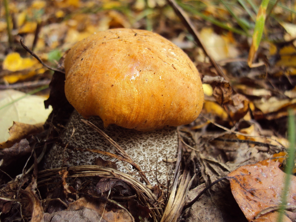 Подосиновик