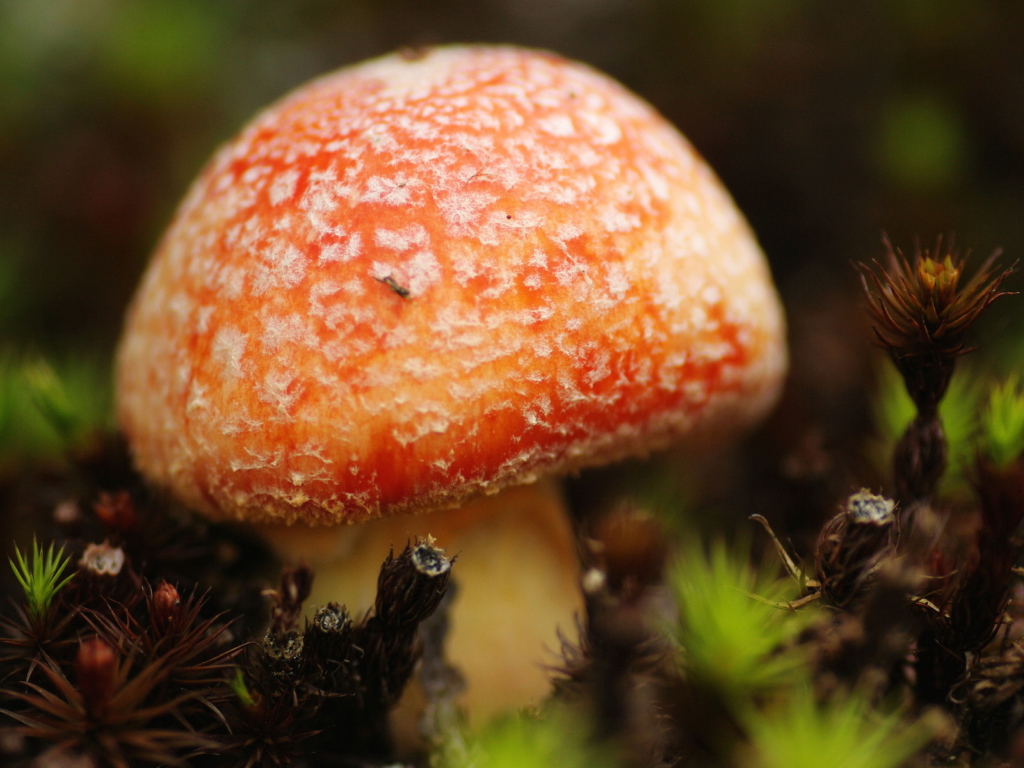 Маленький мухомор