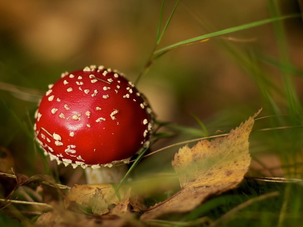 Маленький мухомор