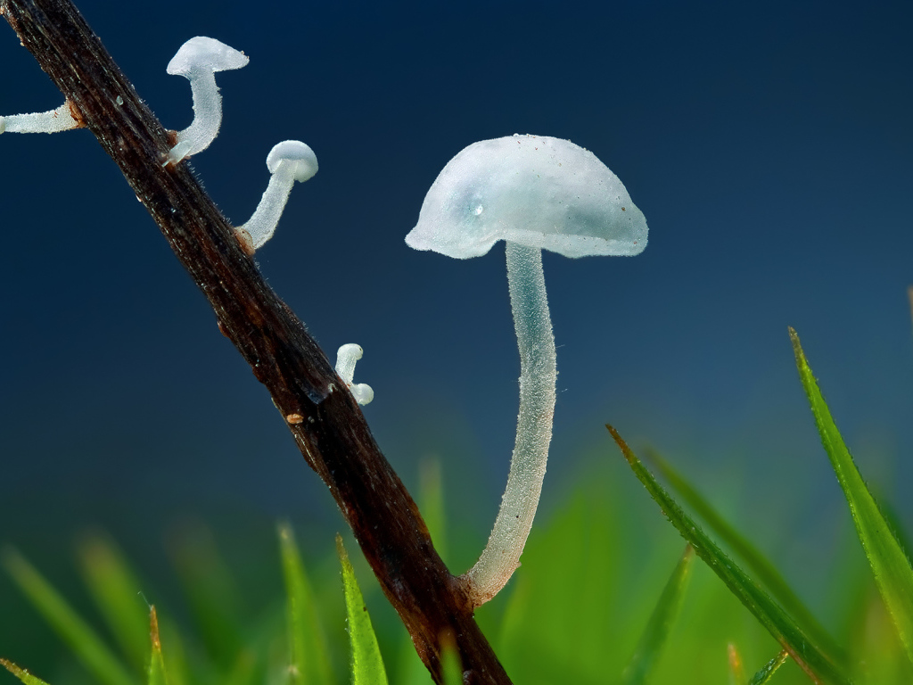 Прозрачные грибочки