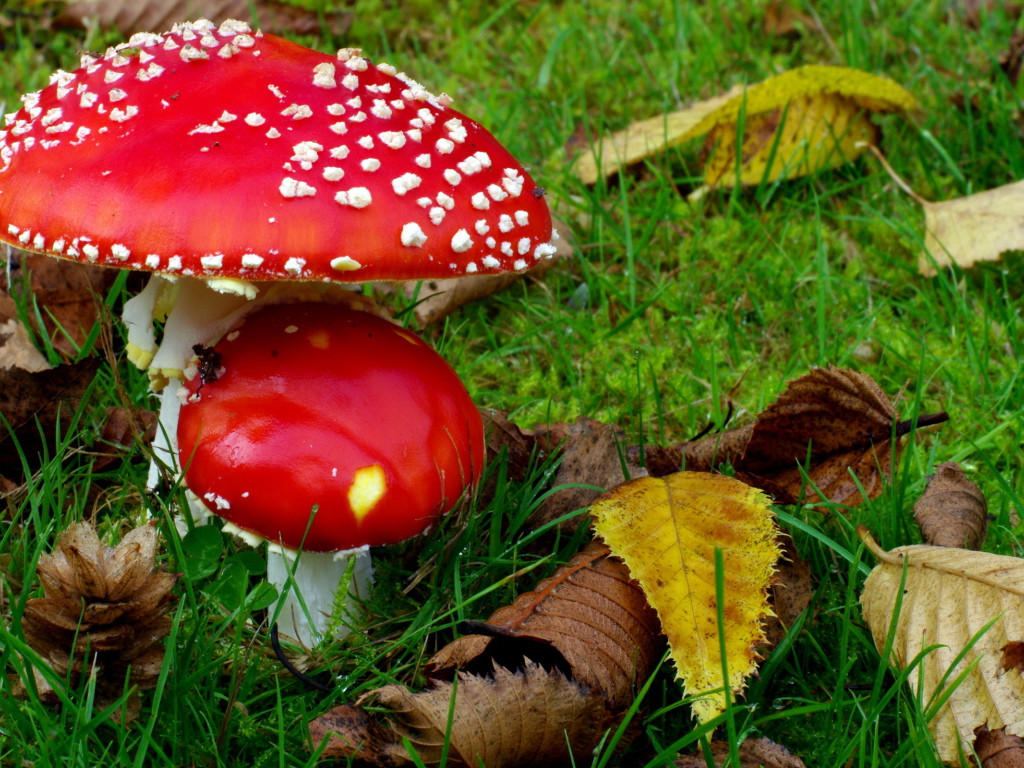 Два мухамора