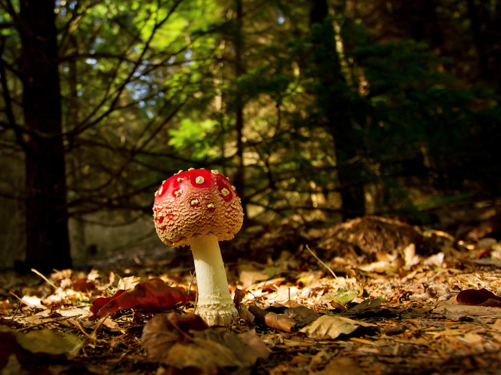 Молодой мухомор