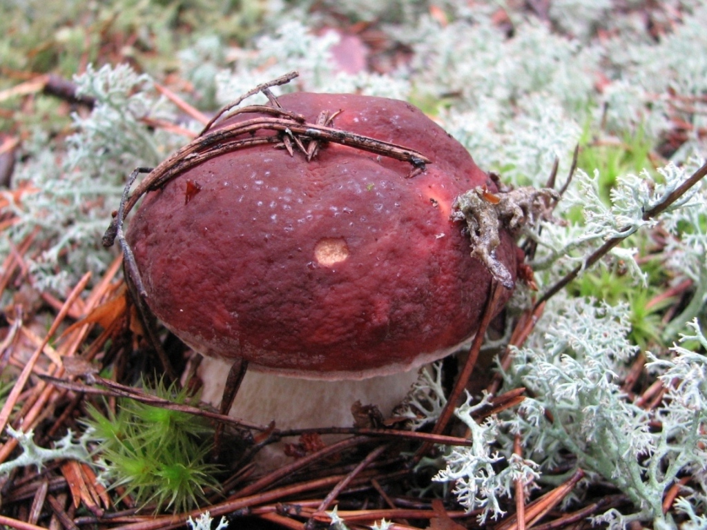 гриб Боровик