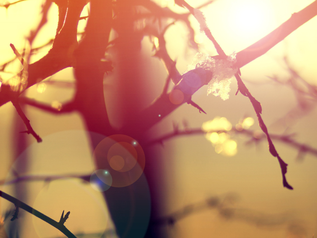 Ветки в бликах солнца