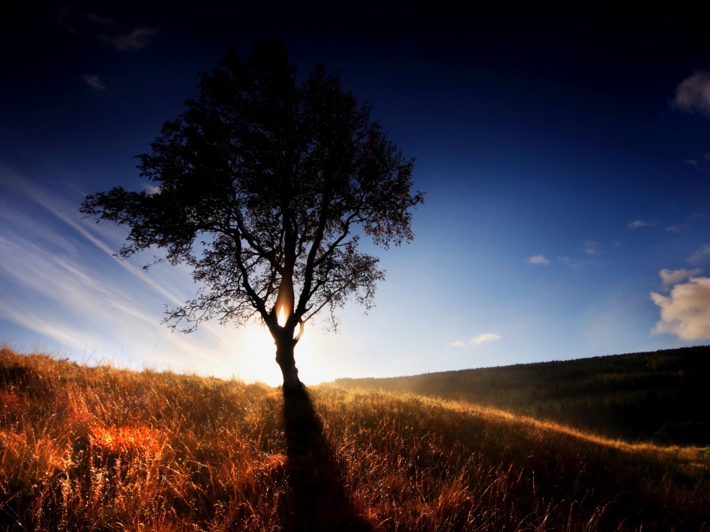 Одинокое дерево