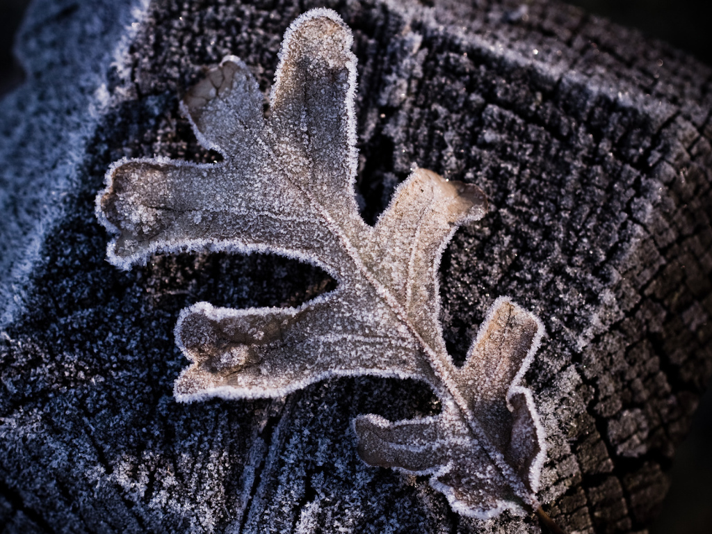 Утренний иней, макро