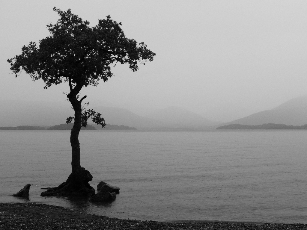 Одно дерево