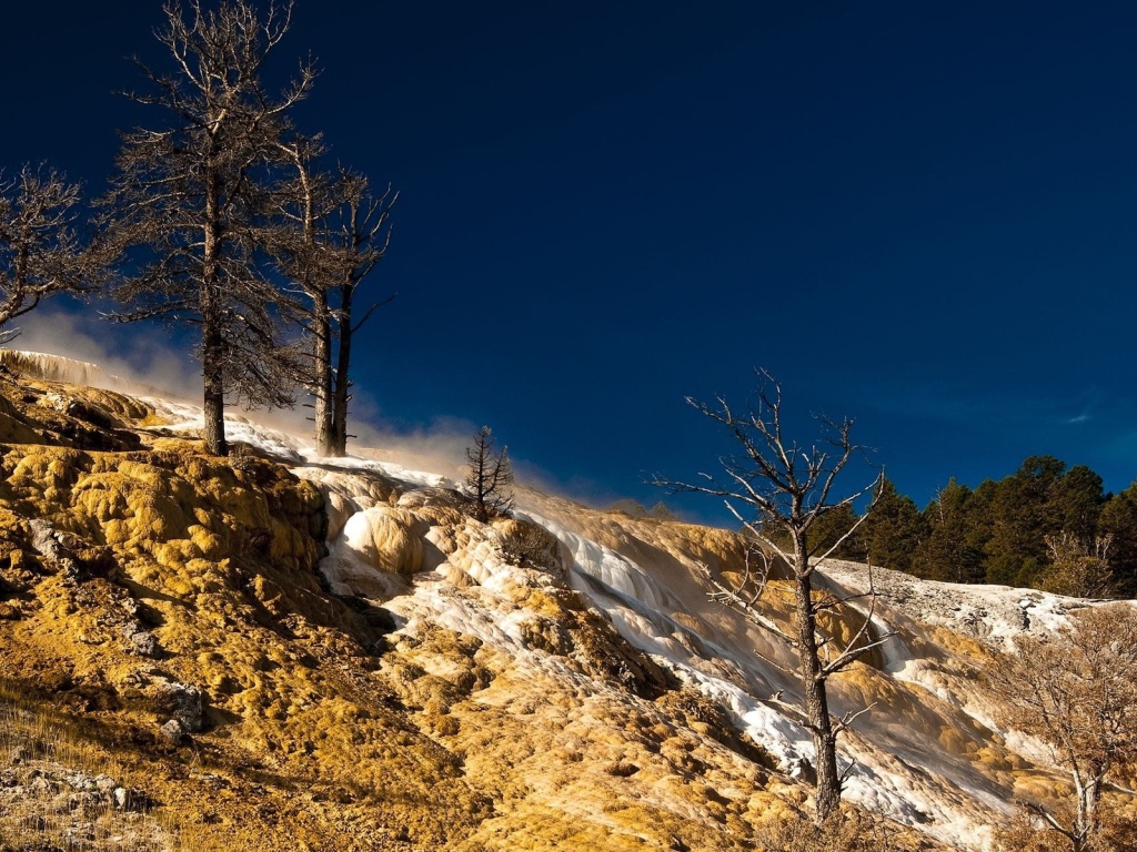 Сосны на возвышености