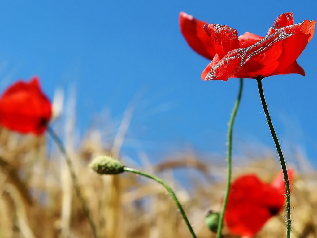 Алые маки