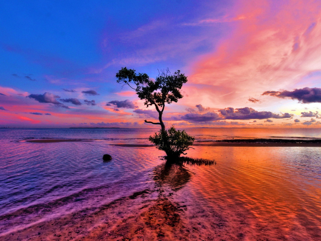 Дерево на мелководье